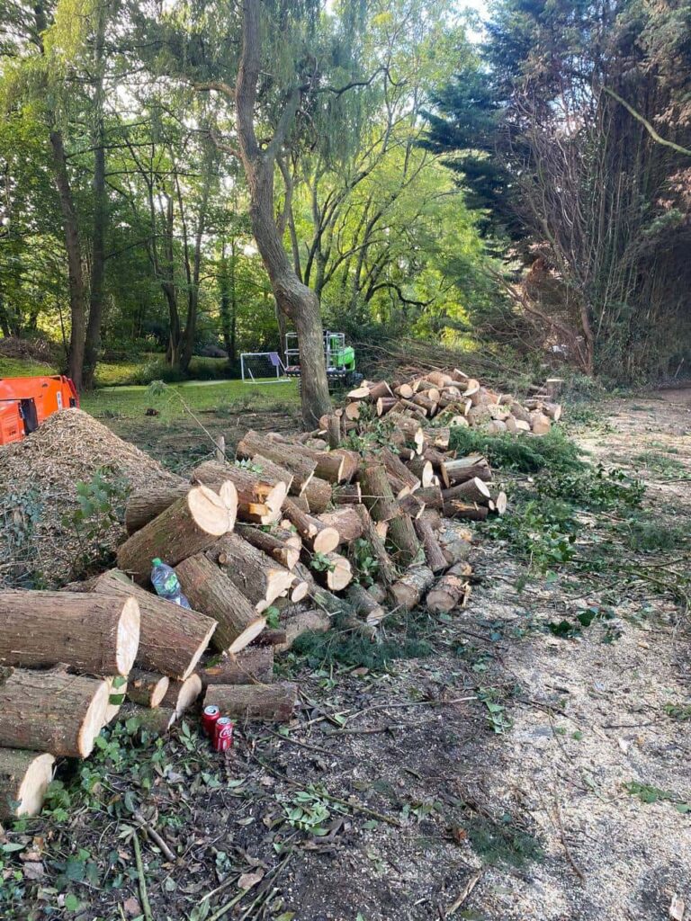 This is a photo of a wood area which is having multiple trees removed. The trees have been cut up into logs and are stacked in a row. Daventry Tree Surgeons